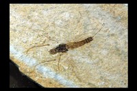 Diptère sp mâle